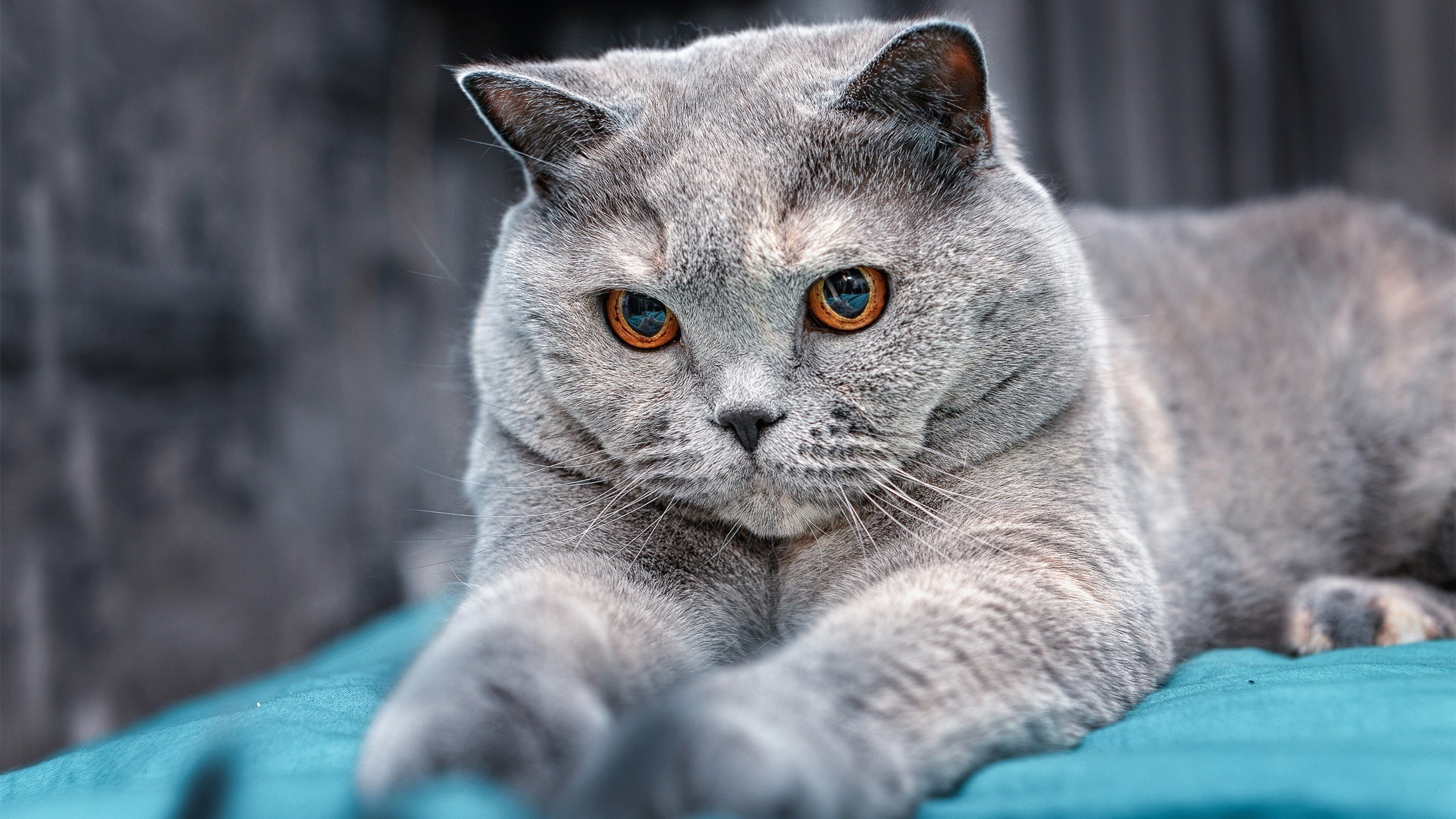 猛龙粉碎雄鹿，约基奇展现巨星价值，现代篮球的双重启示